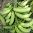 Plantain-TFS